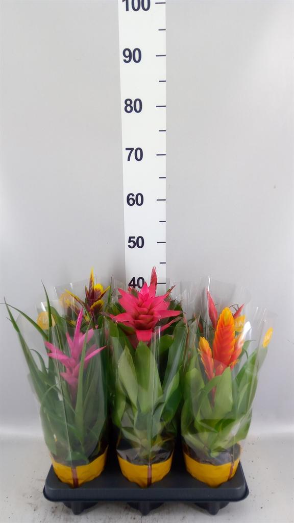 Горшечные цветы и растения оптом Bromelia ...mix 10 от 6шт из Голландии с доставкой по России