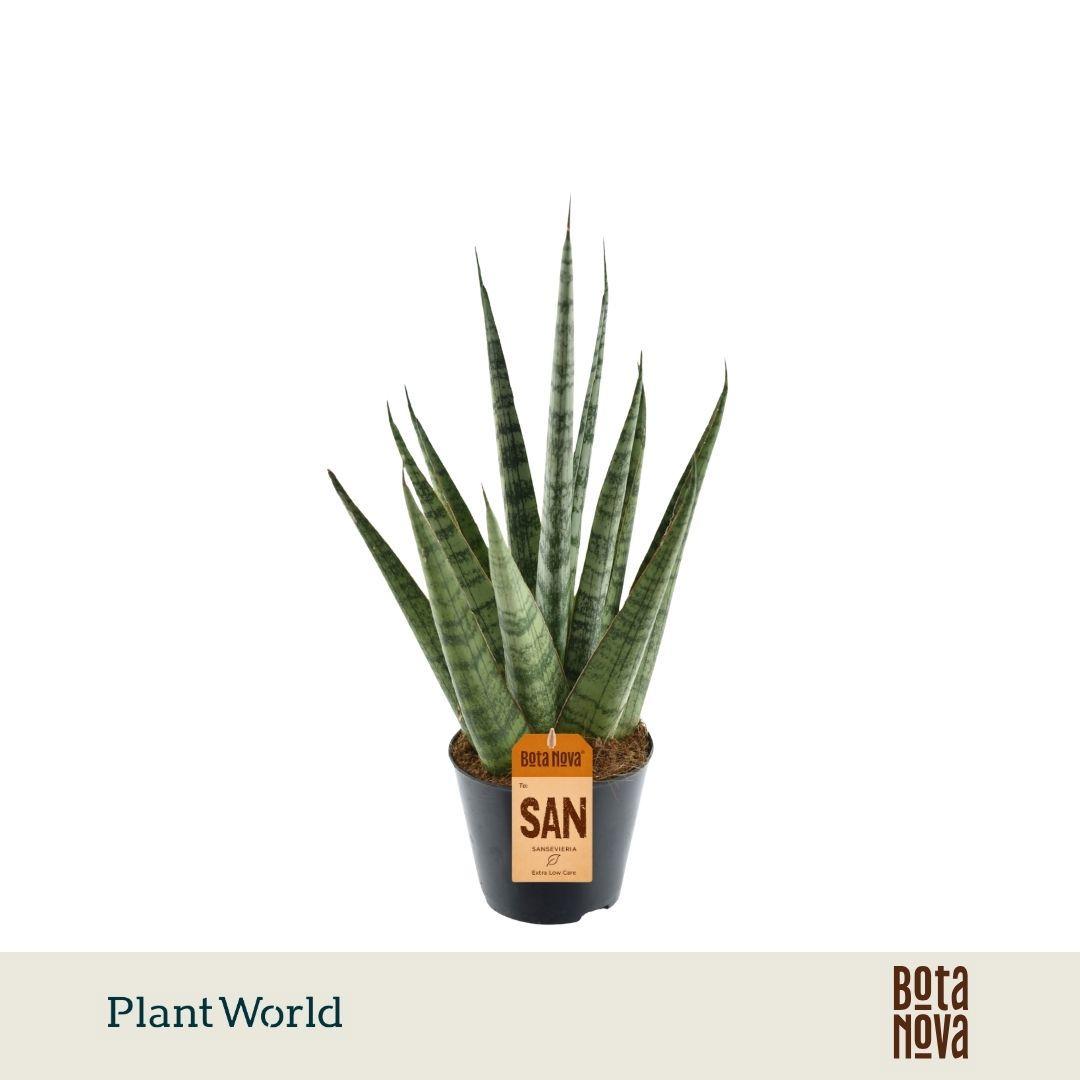 Горшечные цветы и растения оптом Sansevieria Sem от 12шт (для телеги) из Голландии с доставкой по России