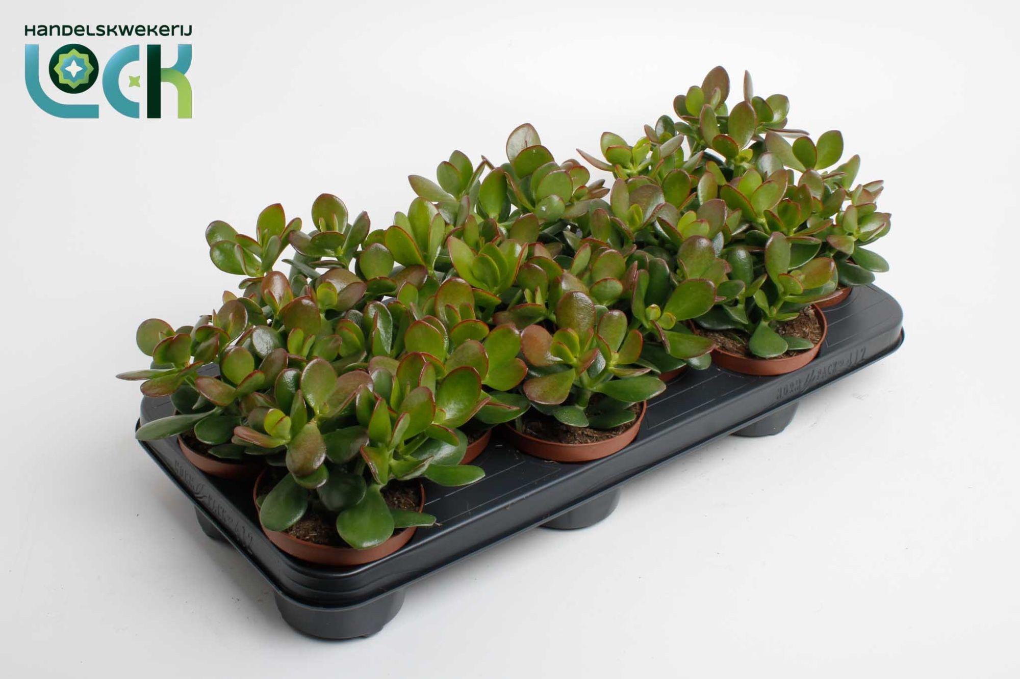 Горшечные цветы и растения оптом Crassula Argentea от 9шт из Голландии с доставкой по России