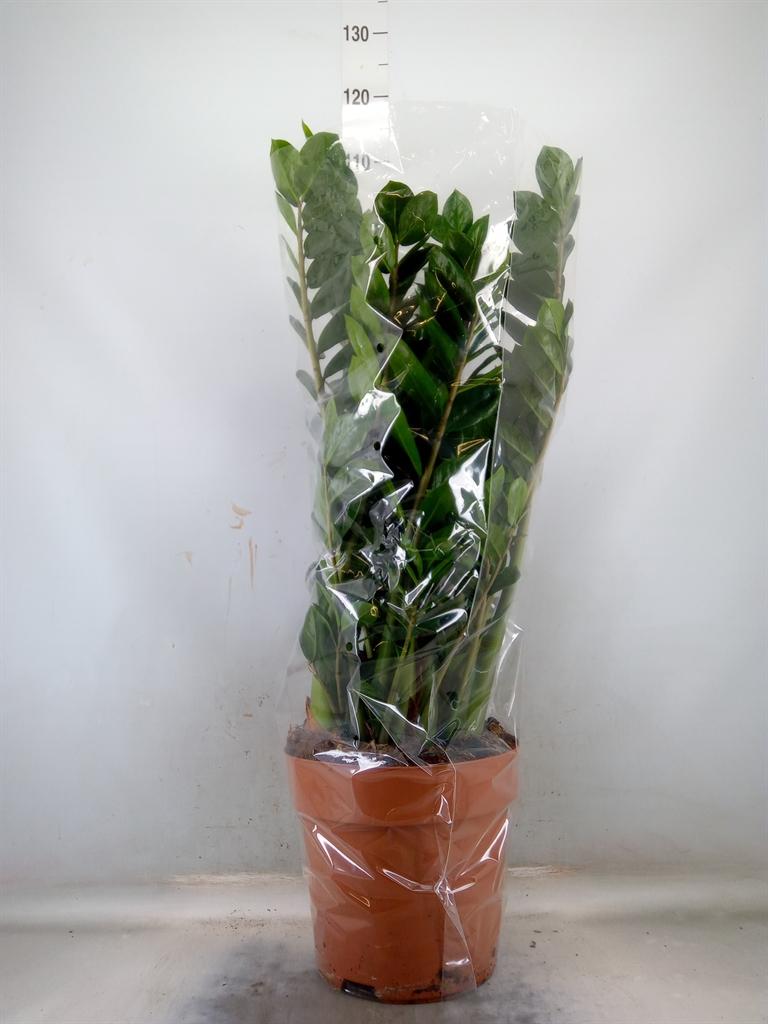 Горшечные цветы и растения оптом Zamioculcas Zamiifolia от 1шт из Голландии с доставкой по России