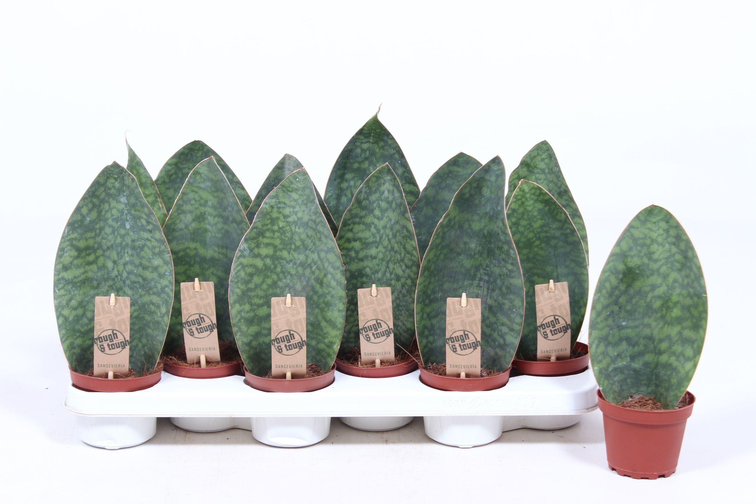 Горшечные цветы и растения оптом Sansevieria Victoria от 12шт из Голландии с доставкой по России