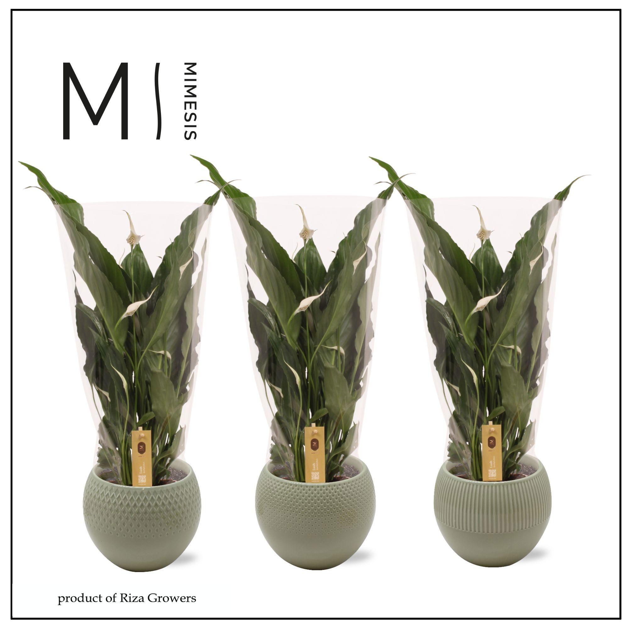 Горшечные цветы и растения оптом Spath Sweet Chico от 3шт из Голландии с доставкой по России