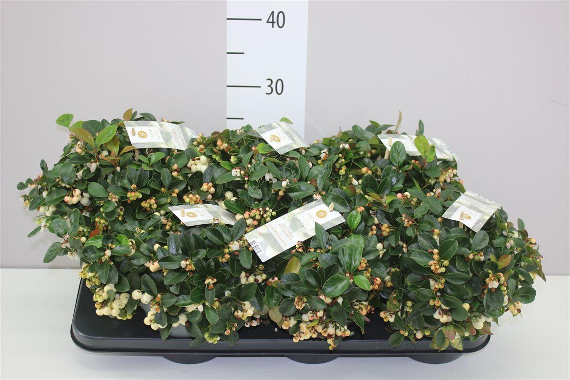 Горшечные цветы и растения оптом Gaultheria Procumb Ciao Bella White от 6шт из Голландии с доставкой по России