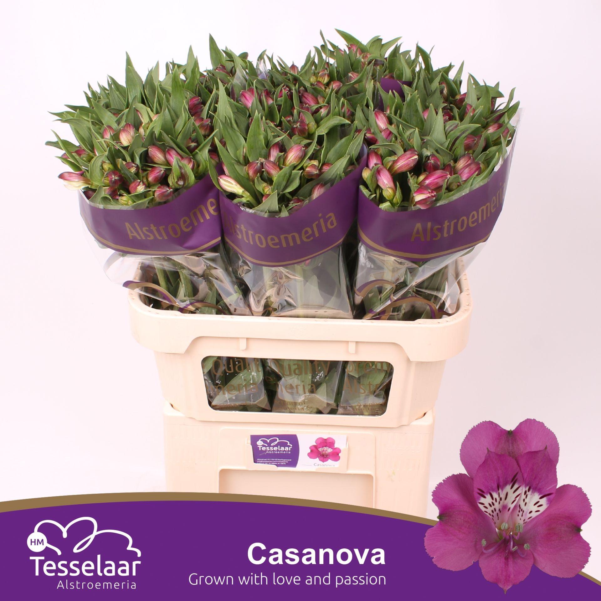 Срезанные цветы оптом Alstroemeria casanova от 60шт из Голландии с доставкой по России