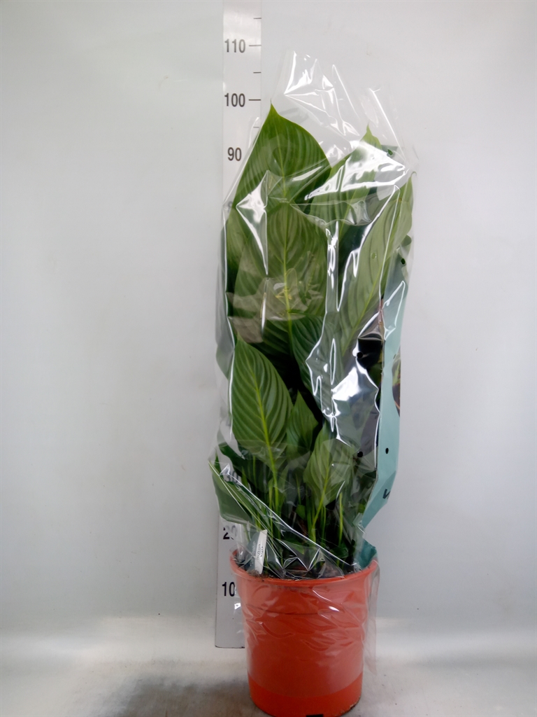 Горшечные цветы и растения оптом Spath Sweet Silvana 2+ от 1шт из Голландии с доставкой по России