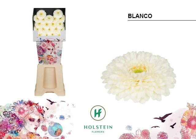 Срезанные цветы оптом Germini diamond gerponi blanco от 80шт из Голландии с доставкой по России