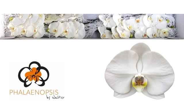 Срезанные цветы оптом Phalaenopsis sensation white (per flower) от 25шт из Голландии с доставкой по России