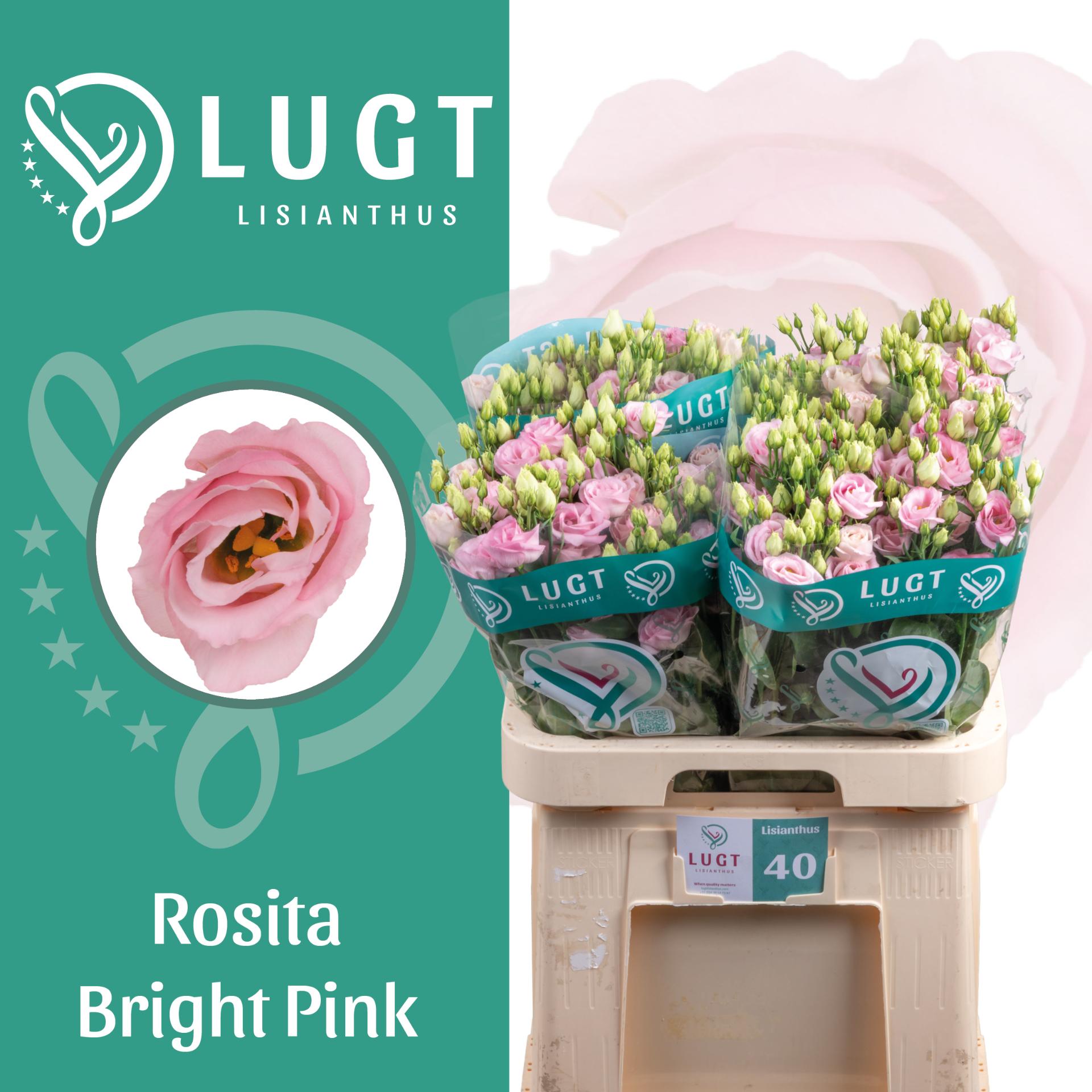 Срезанные цветы оптом Lisianthus do rosita bright pink от 40шт из Голландии с доставкой по России