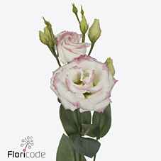 Срезанные цветы оптом Lisianthus do croma bridal kiss от 140шт из Голландии с доставкой по России