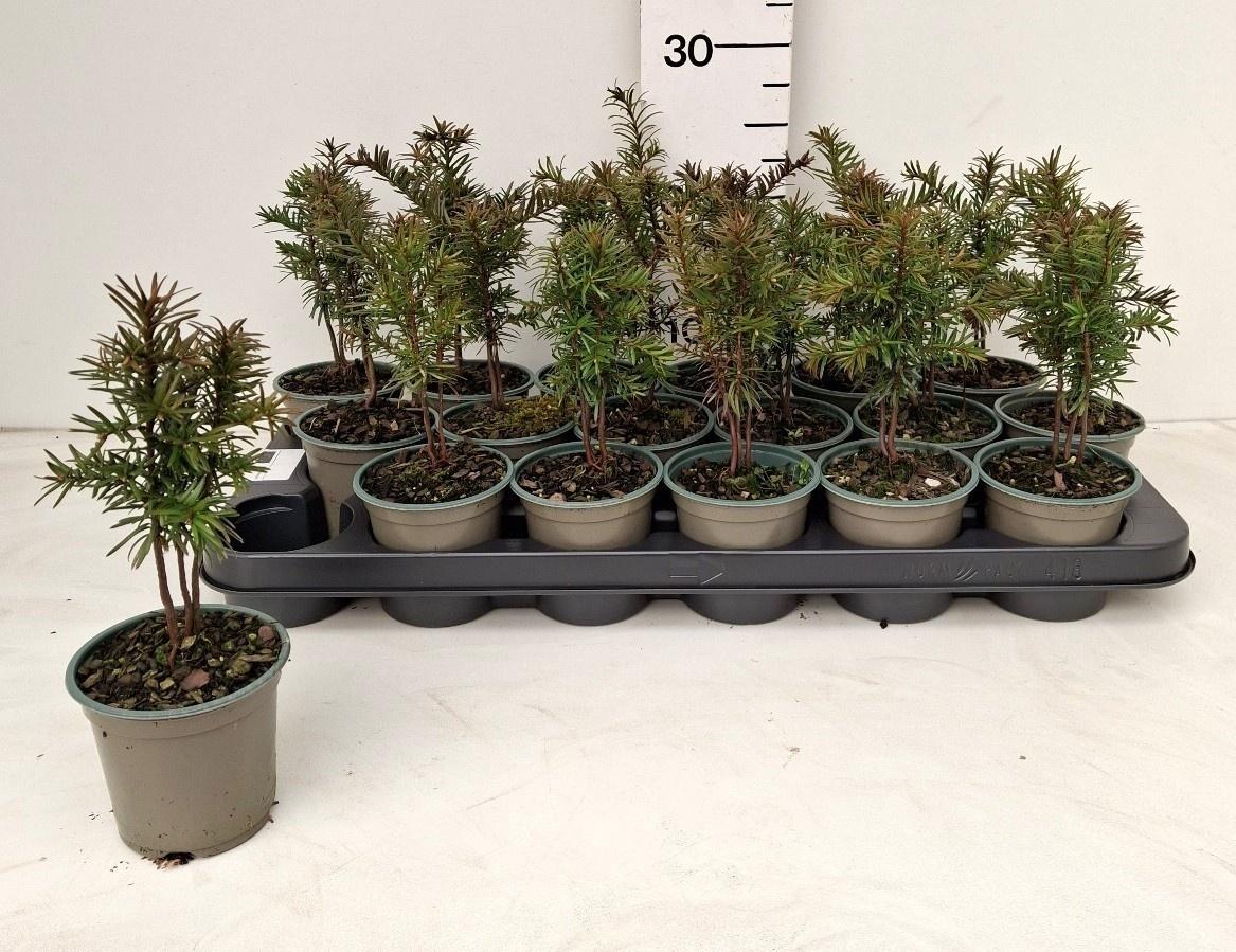 Горшечные цветы и растения оптом Taxus Baccata от 18шт (для телеги) из Голландии с доставкой по России