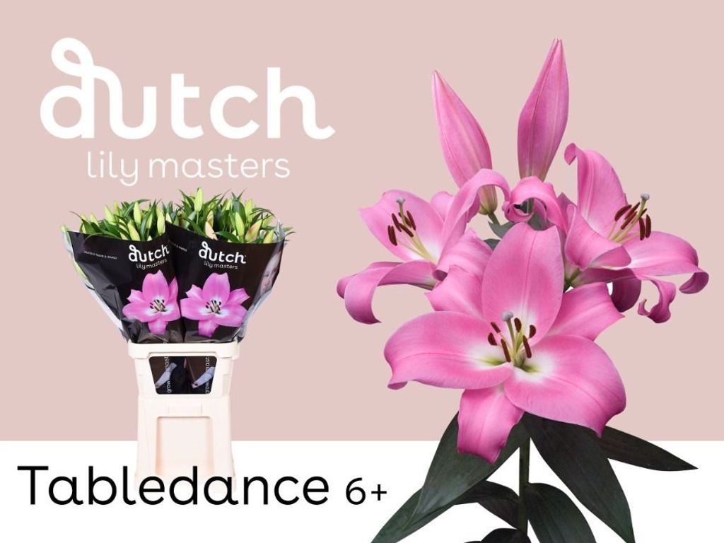 Срезанные цветы оптом Lilium or tabledance от 20шт из Голландии с доставкой по России