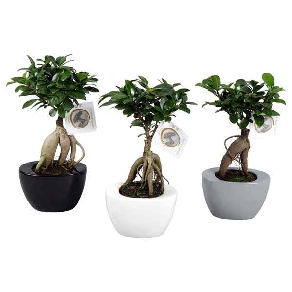 Горшечные цветы и растения оптом Ficus Ginseng In Folded Pot Colormix от 12шт из Голландии с доставкой по России