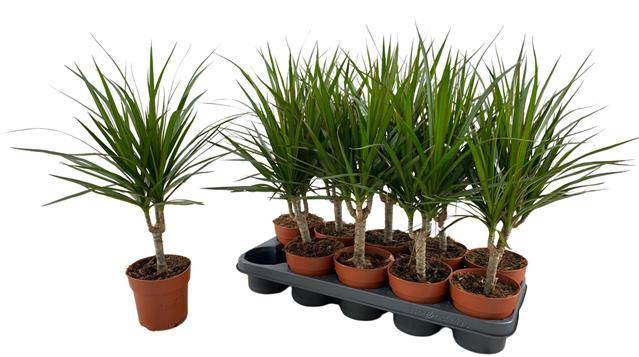 Горшечные цветы и растения оптом Dracaena Marginata от 10шт из Голландии с доставкой по России