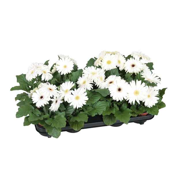 Горшечные цветы и растения оптом Gerbera Excellent White 2+ от 10шт из Голландии с доставкой по России