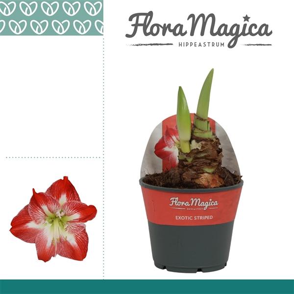 Горшечные цветы и растения оптом Hipp Exotic Striped 2pp In Potkraag от 7шт из Голландии с доставкой по России