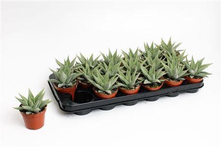 Горшечные цветы и растения оптом Haworthia Spider White от 12шт (для телеги) из Голландии с доставкой по России