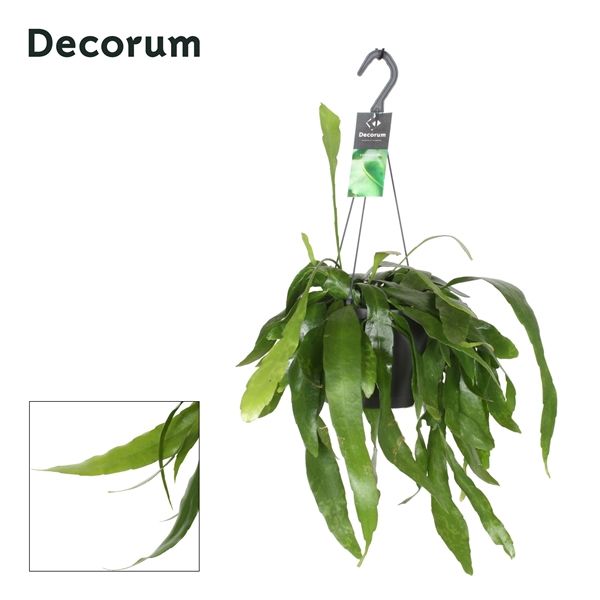 Горшечные цветы и растения оптом Epiphyllum Pumilum Hangpot (decorum) от 6шт из Голландии с доставкой по России