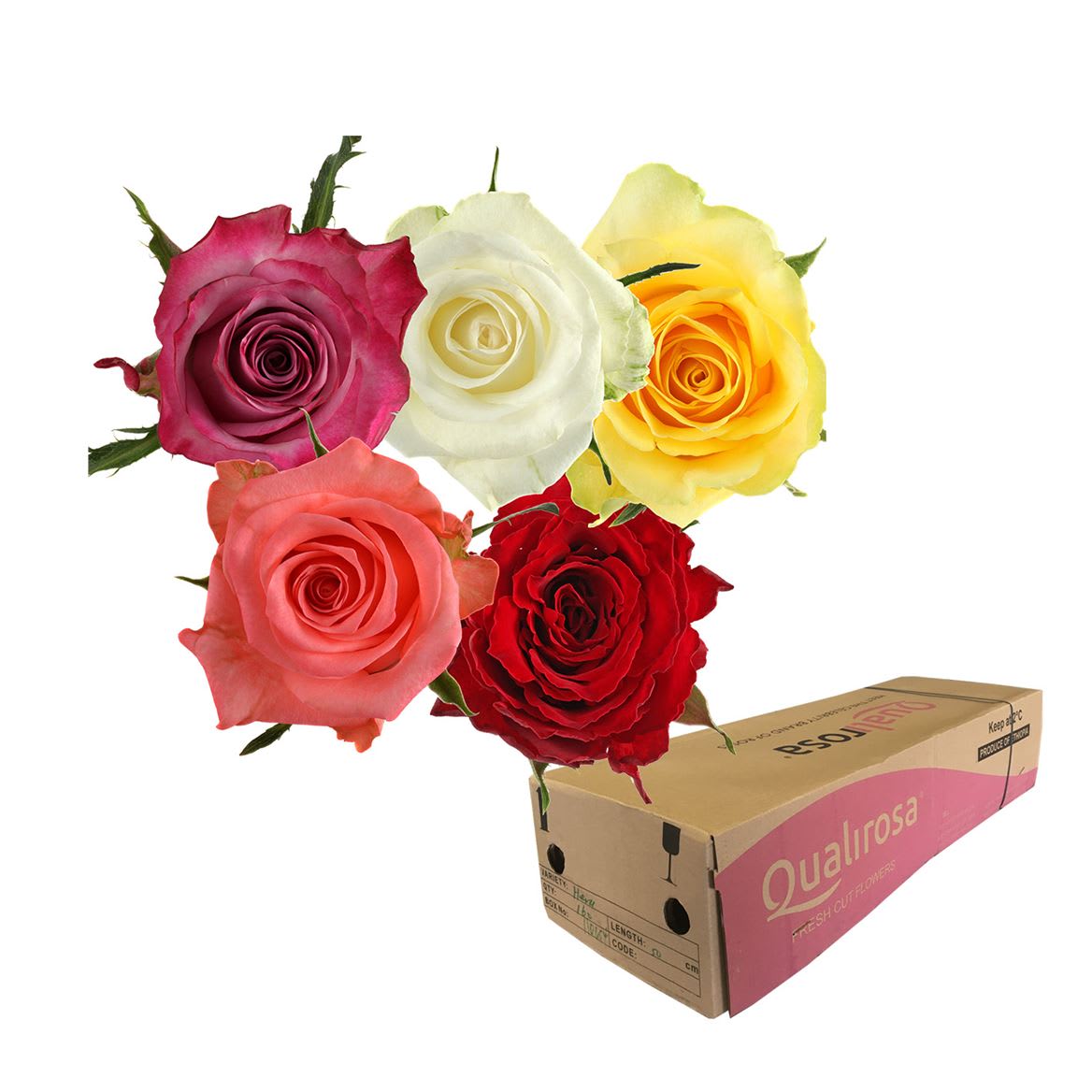 Срезанные цветы оптом Rosa large mix rainbow (mixbunch) от 370шт из Голландии с доставкой по России