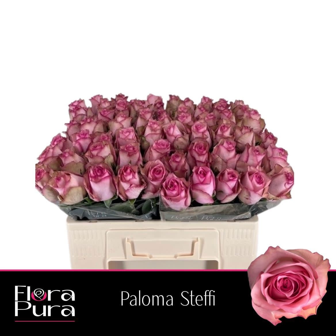 Срезанные цветы оптом Rosa large paloma steffi от 60шт из Голландии с доставкой по России