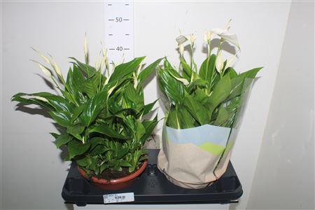 Горшечные цветы и растения оптом Spath Bellini 15+ от 2шт из Голландии с доставкой по России