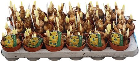 Горшечные цветы и растения оптом Narc Carlton Gelb от 18шт (для телеги) из Голландии с доставкой по России