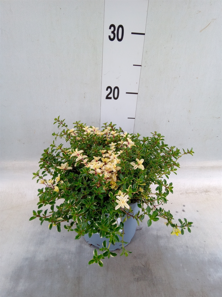 Горшечные цветы и растения оптом Thymus Vulgaris от 8шт из Голландии с доставкой по России