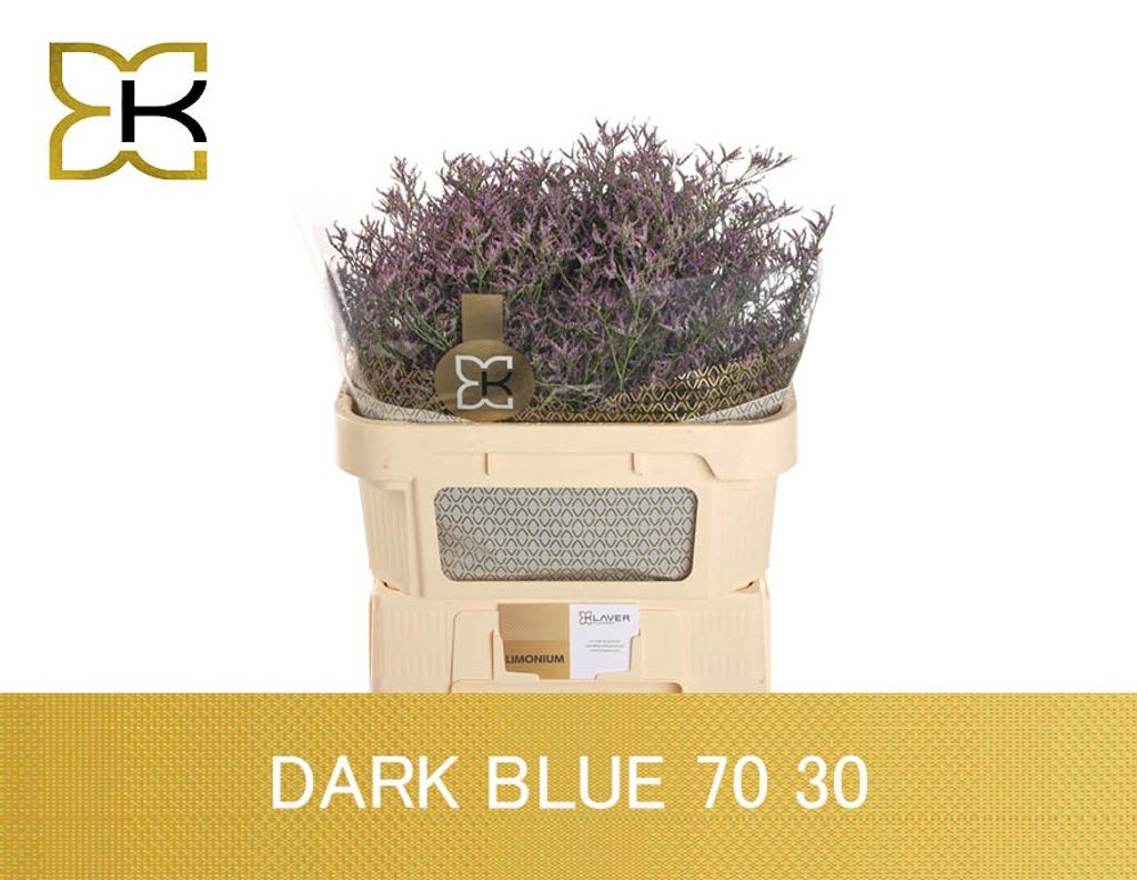 Срезанные цветы оптом Limonium safora dark blue от 50шт. из Голландии с доставкой по России
