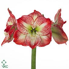 Срезанные цветы оптом Hippeastrum mega star от 12шт из Голландии с доставкой по России