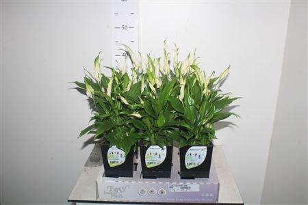 Горшечные цветы и растения оптом Spath Waterfresh Large от 6шт из Голландии с доставкой по России