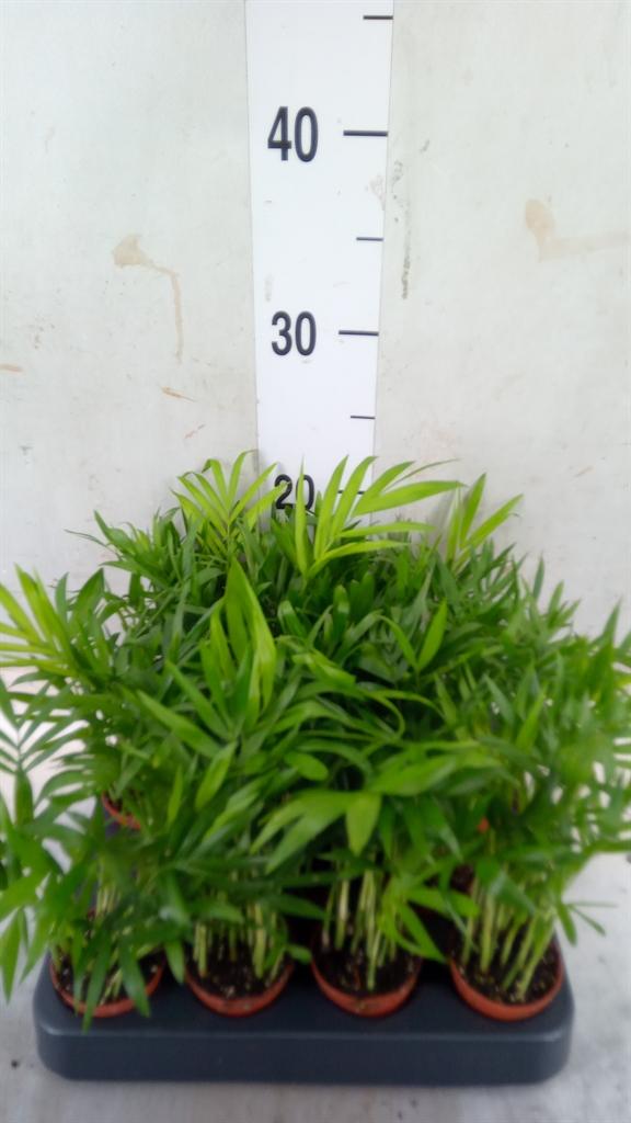 Горшечные цветы и растения оптом Chamaedorea Elegans от 14шт (для телеги) из Голландии с доставкой по России Горшечные цветы и растения оптом Chamaedorea Elegans от 14шт (для телеги) из Голландии с доставкой по России