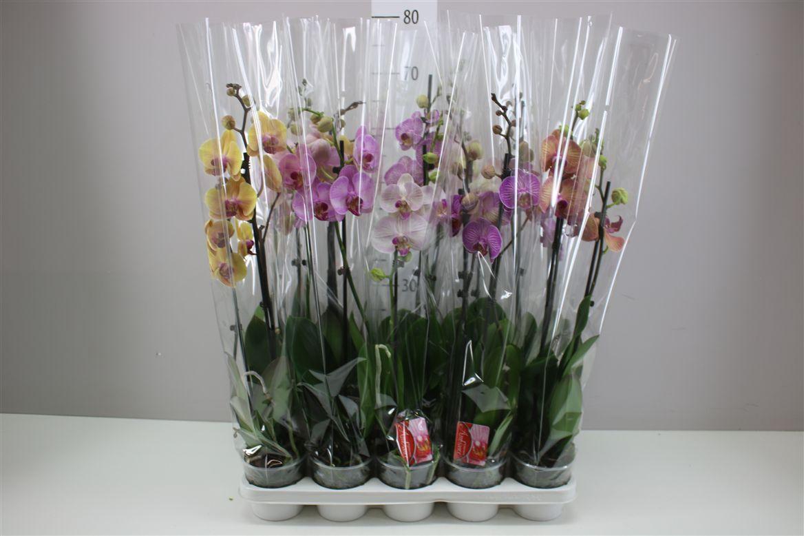 Горшечные цветы и растения оптом Phal Gemengd 2 Tak 18+ от 10шт из Голландии с доставкой по России