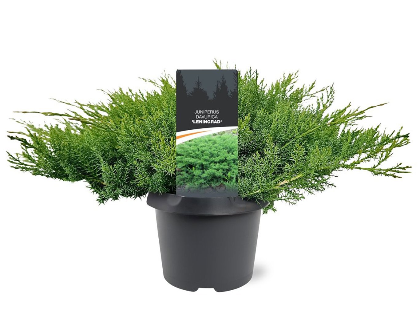 Горшечные цветы и растения оптом Juniperus Davurica Leningrad от 1шт из Голландии с доставкой по России