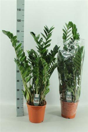 Горшечные цветы и растения оптом Zamio Zamiifolia 10+ от 1шт из Голландии с доставкой по России