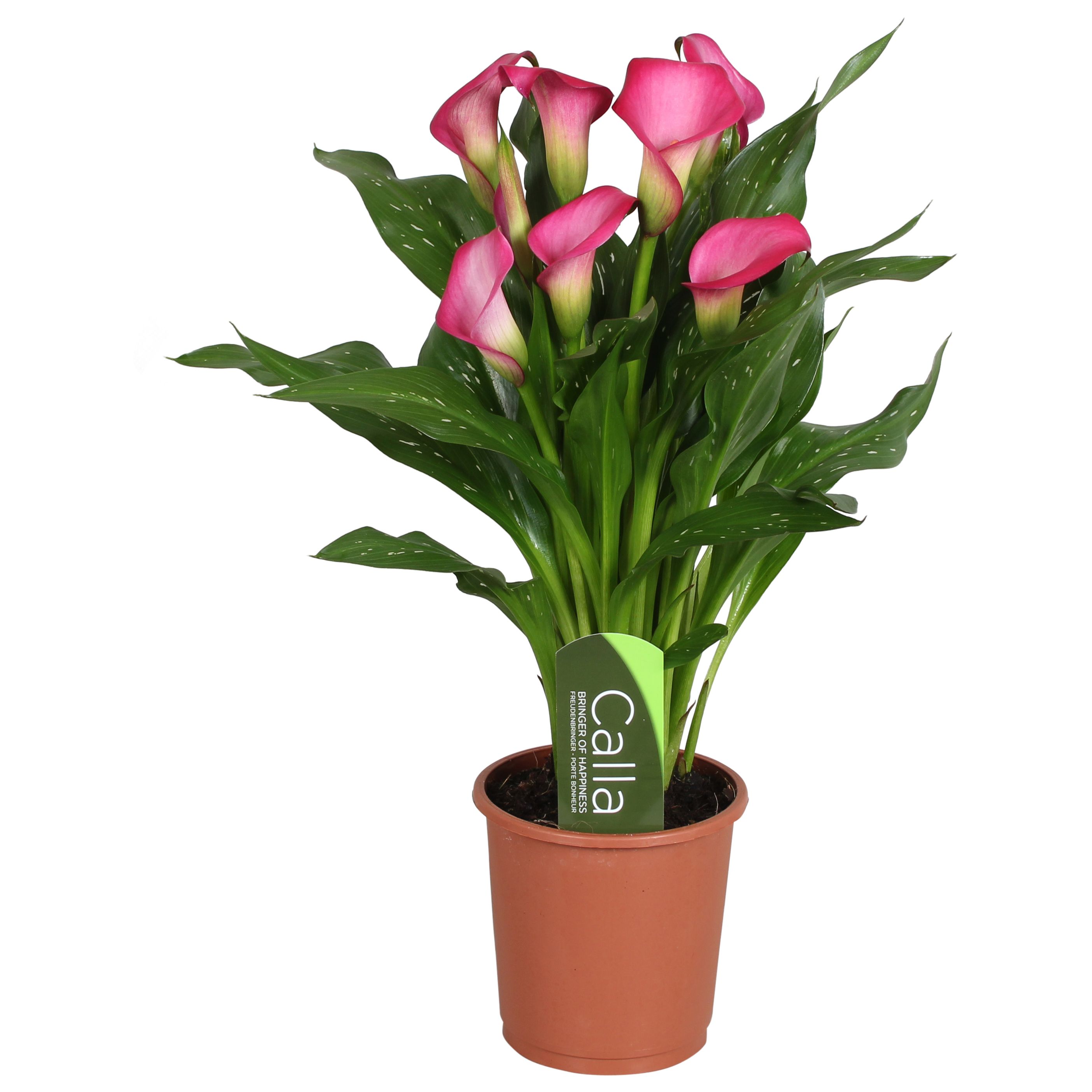 Горшечные цветы и растения оптом Zantedeschia Pink Zazu With Label 5+ от 8шт из Голландии с доставкой по России