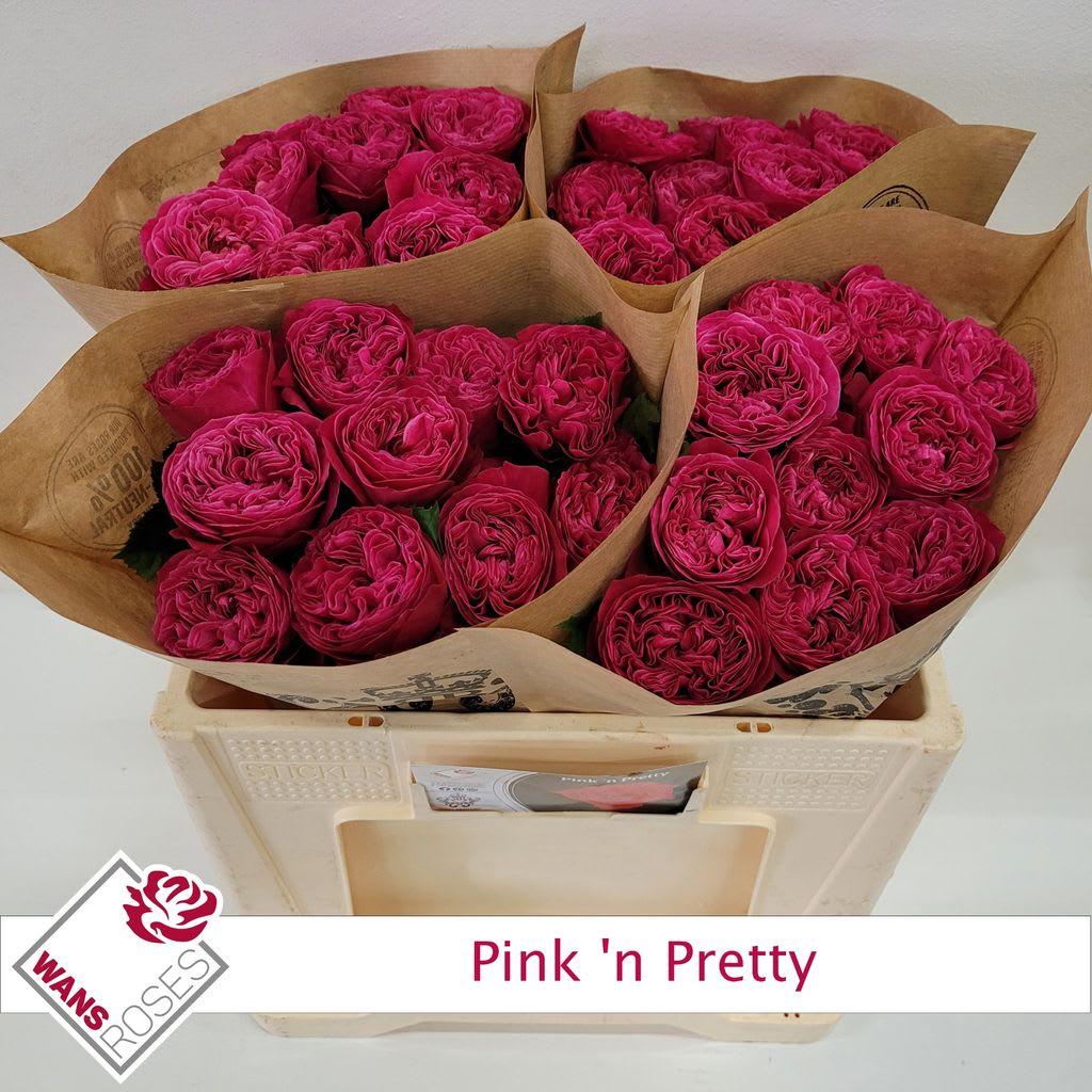 Срезанные цветы оптом Rosa garden pink n pretty от 40шт из Голландии с доставкой по России