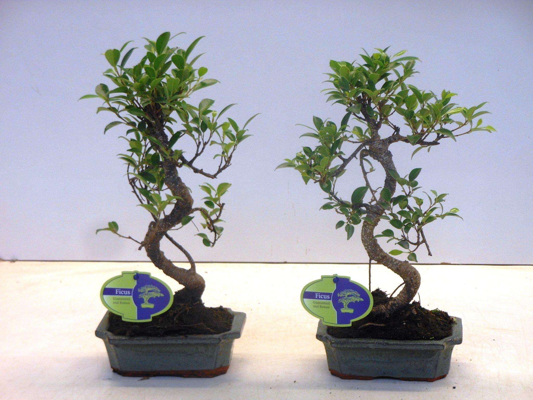 Горшечные цветы и растения оптом Bonsai Ficus Retusa S-shape Without Drip Tray от 10шт из Голландии с доставкой по России