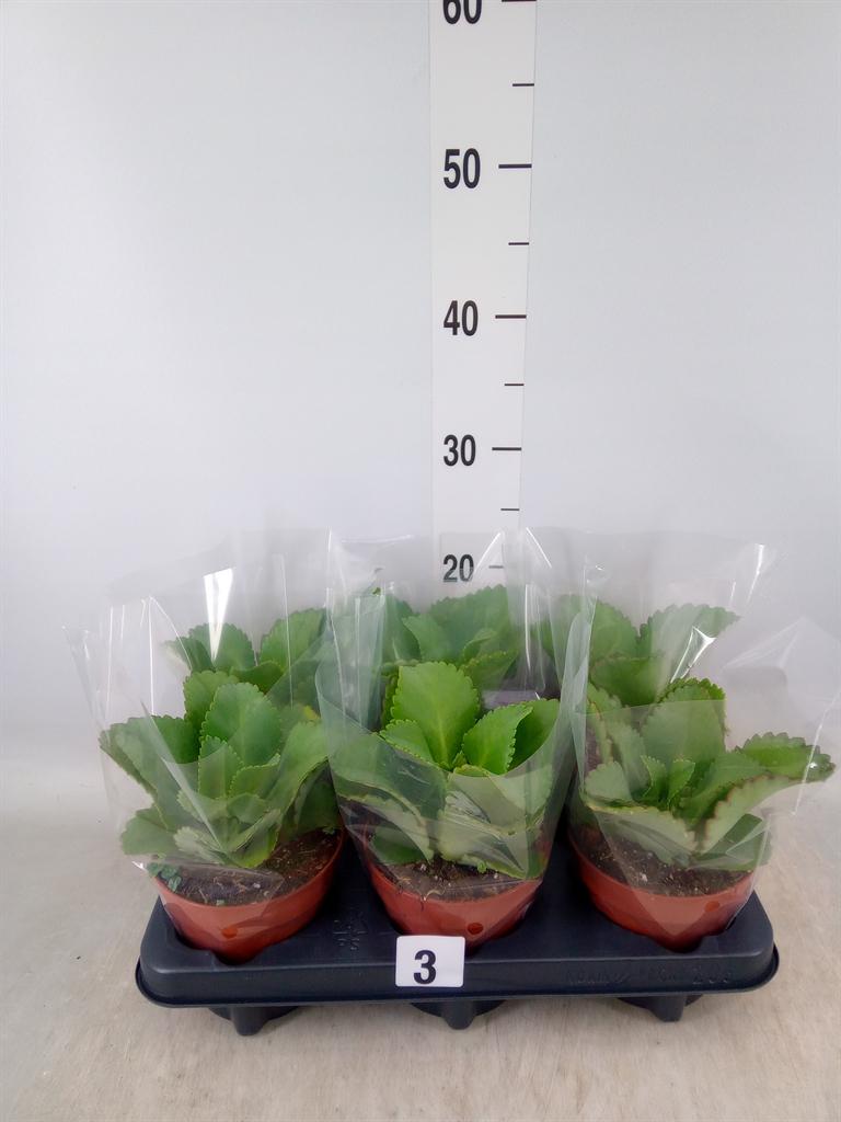 Горшечные цветы и растения оптом Kalanchoe Nf Daigremontiana от 6шт из Голландии с доставкой по России