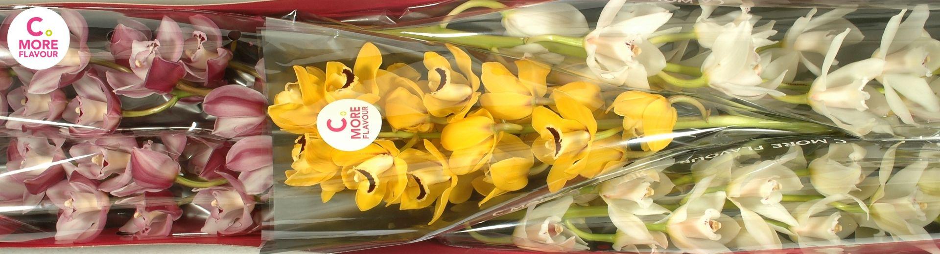 Срезанные цветы оптом Minicymbidium mix easter от 5шт из Голландии с доставкой по России