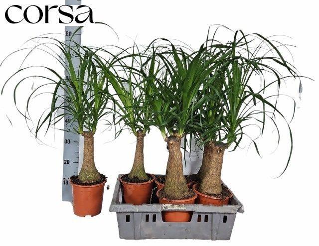 Горшечные цветы и растения оптом Beaucarnea Recur от 6шт из Голландии с доставкой по России