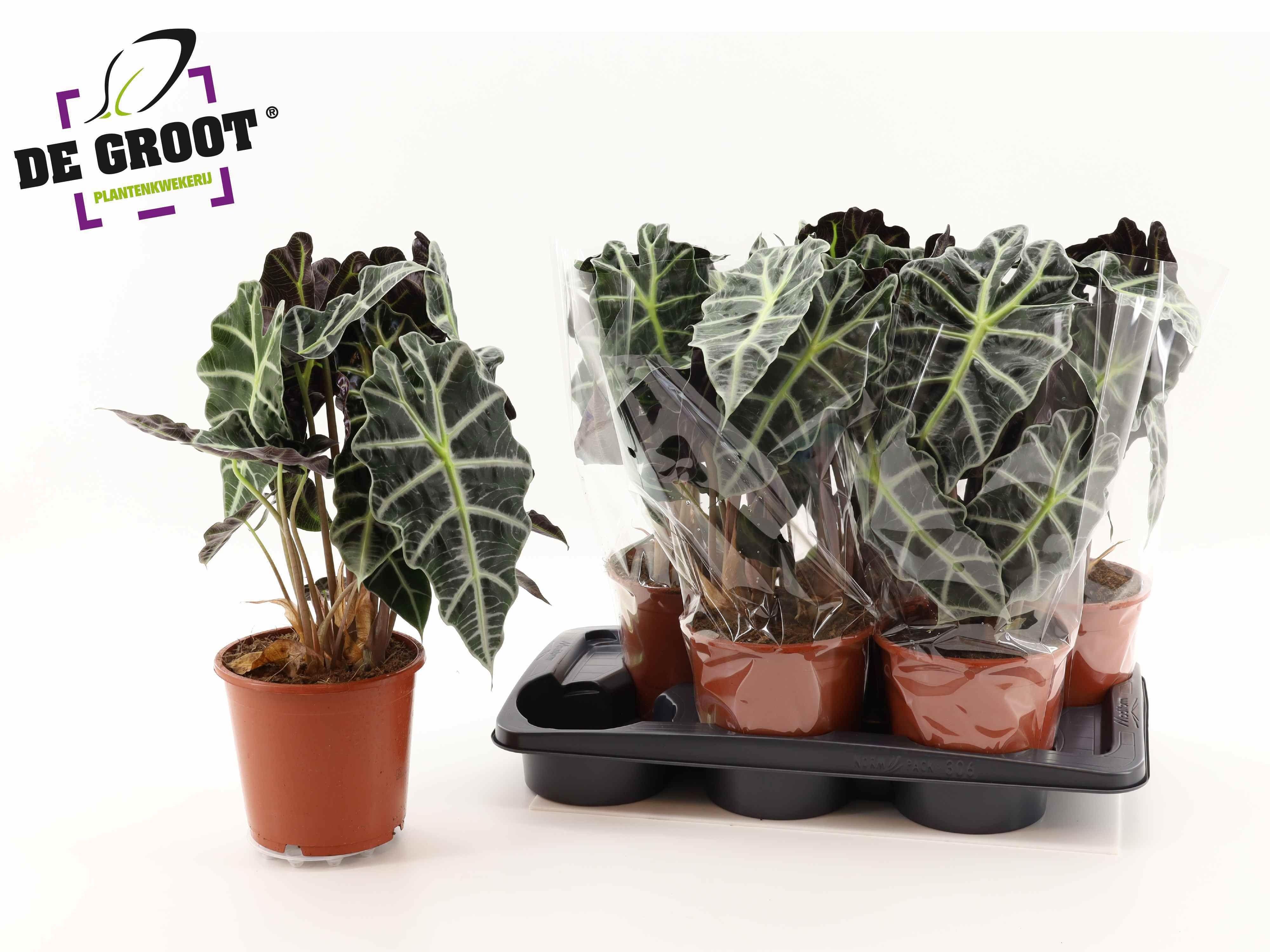 Горшечные цветы и растения оптом Aloc Polly от 6шт (для телеги) из Голландии с доставкой по России