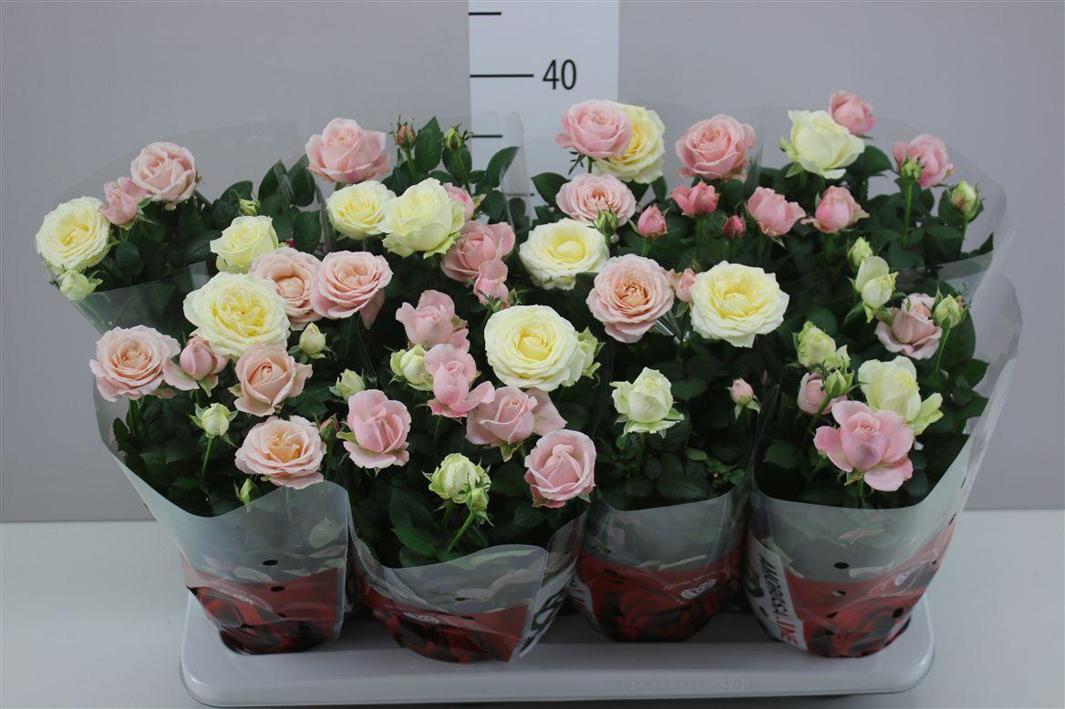 Горшечные цветы и растения оптом Rosa Infinity Carnaval Roze Wit от 8шт из Голландии с доставкой по России