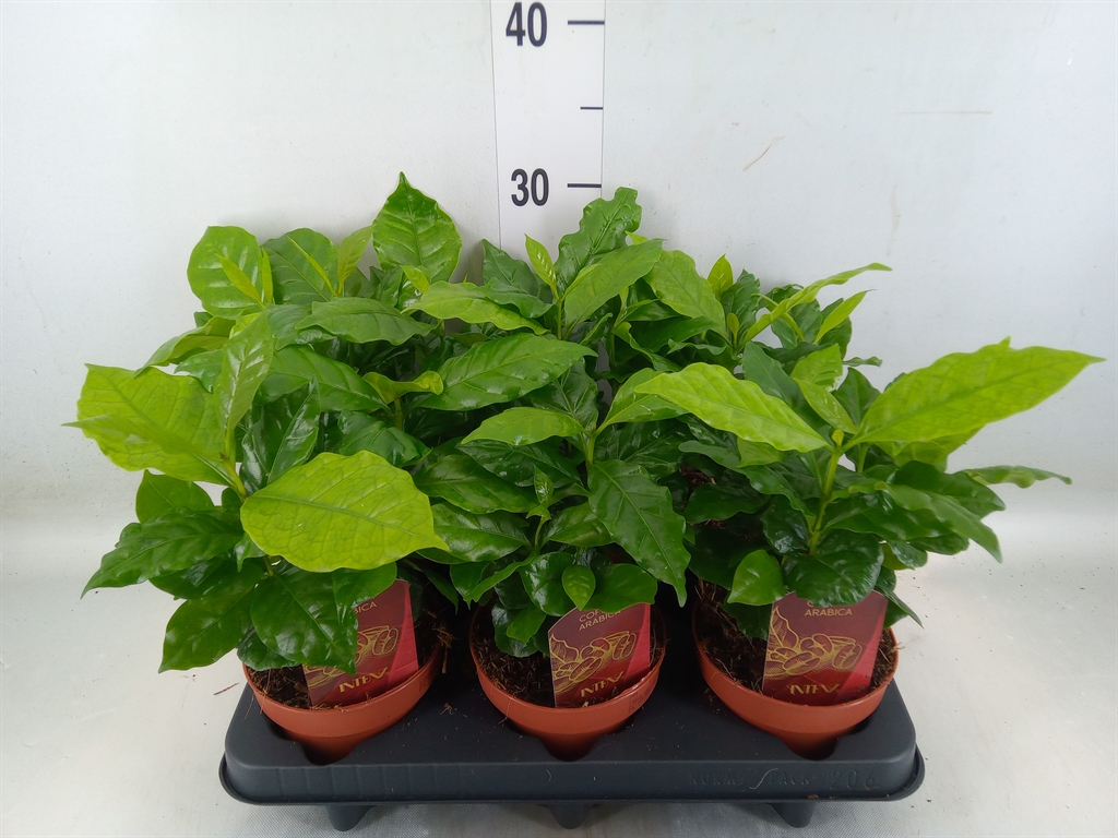 Горшечные цветы и растения оптом Coffea Arabica от 6шт из Голландии с доставкой по России