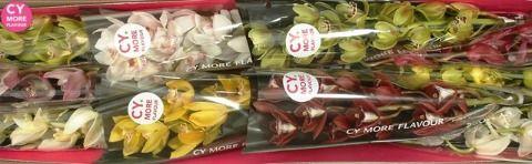 Срезанные цветы оптом Minicymbidium mix от 10шт. из Голландии с доставкой по России