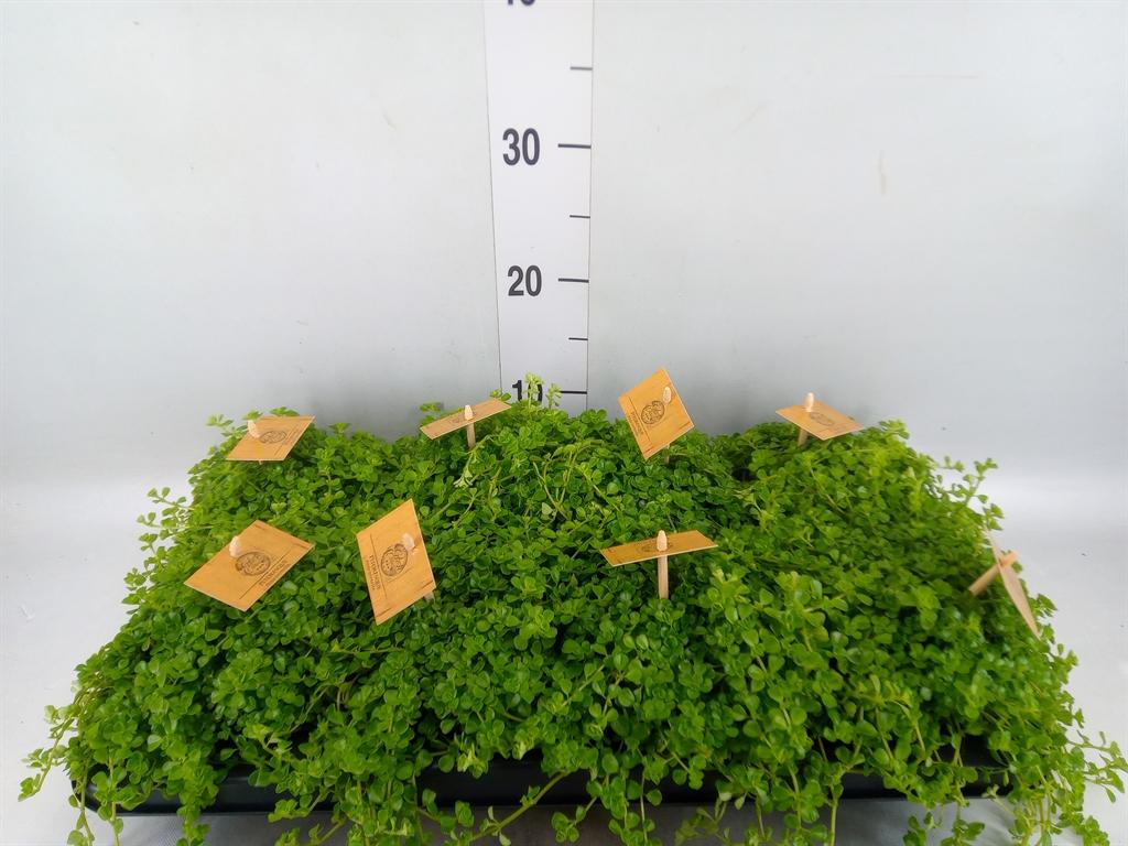 Горшечные цветы и растения оптом Pilea Depressa от 8шт из Голландии с доставкой по России