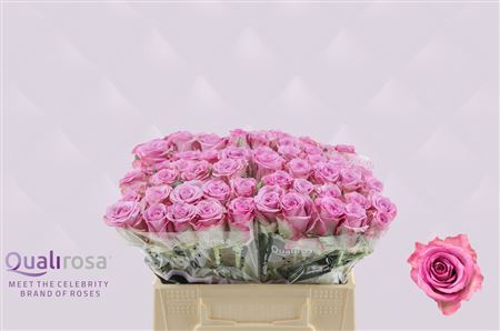 Срезанные цветы оптом Rosa large thriller от 460шт из Голландии с доставкой по России