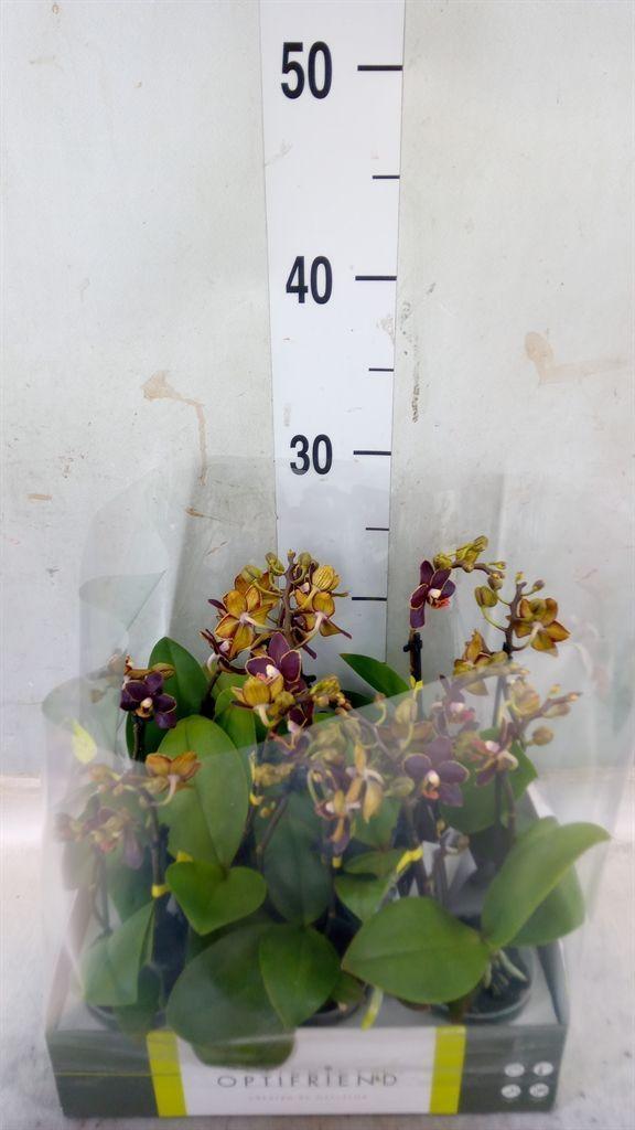 Горшечные цветы и растения оптом Phalaenopsis Multi.   ... от 8шт (для телеги) из Голландии с доставкой по России