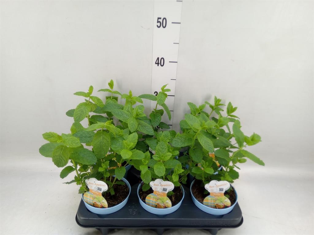 Горшечные цветы и растения оптом Mentha Spicata от 6шт из Голландии с доставкой по России