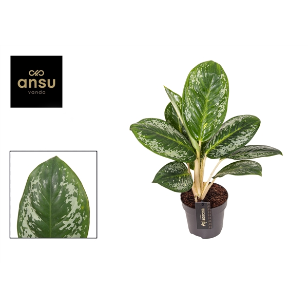 Горшечные цветы и растения оптом Aglaonema Onyx Green от 6шт из Голландии с доставкой по России