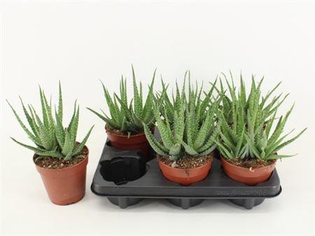 Горшечные цветы и растения оптом Aloe Arborescense от 6шт из Голландии с доставкой по России