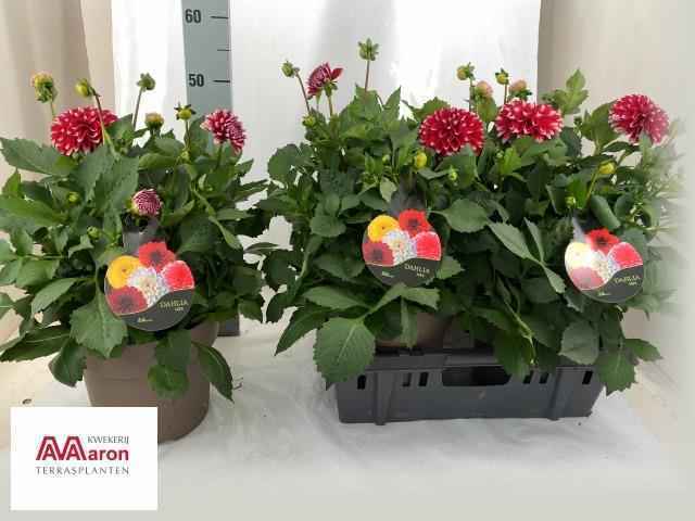 Горшечные цветы и растения оптом Dahl D Max Topia от 3шт из Голландии с доставкой по России